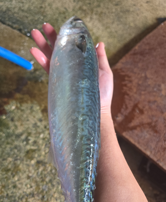 산지직송 국산 생물 고등어, 1박스, 1kg