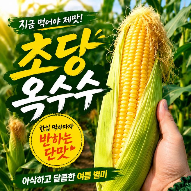 [농부특가]노마진 꽉찬알맹이 달큰고소 영양간식 초당옥수수, 1박스, 5개입 (특품)