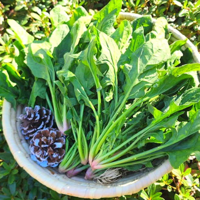 [최상급원물] 국내산 남해 섬초 포항초 시금치, 1박스, 1.2kg