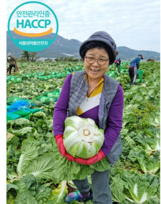 (HACCP인증) 국내산 해남 절임배추, 바로출고,또는 기타, 1박스, 20kg