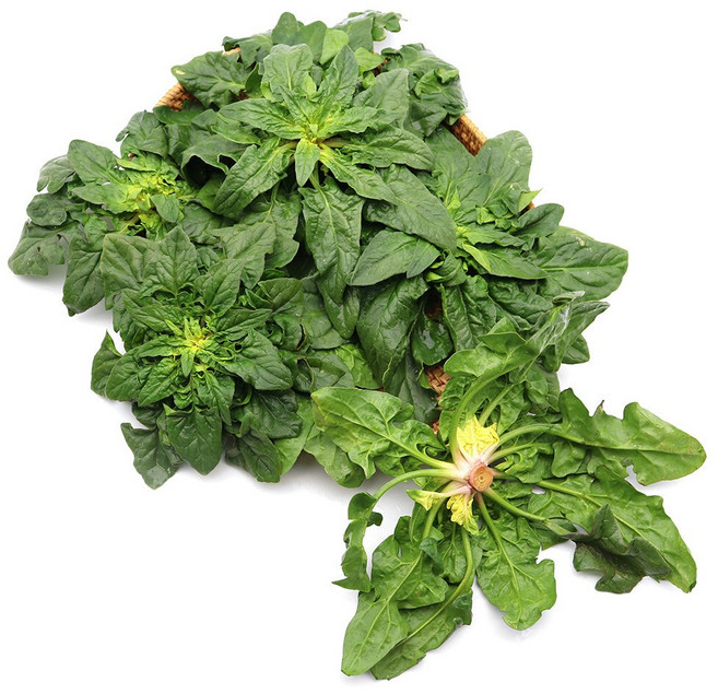 섬초 노지 보물초 산지직송, 1개, 1kg