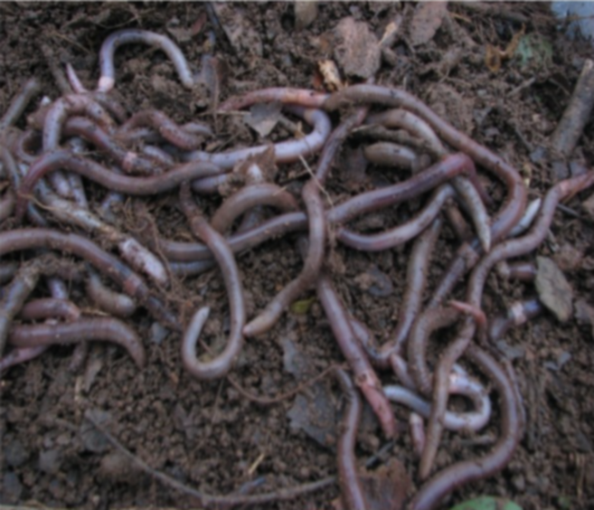 살아있는 지렁이 학습용 실습용 낚시용 파란낚시(생물 반품 교환불가), 민물꽃지렁이(대), 1개