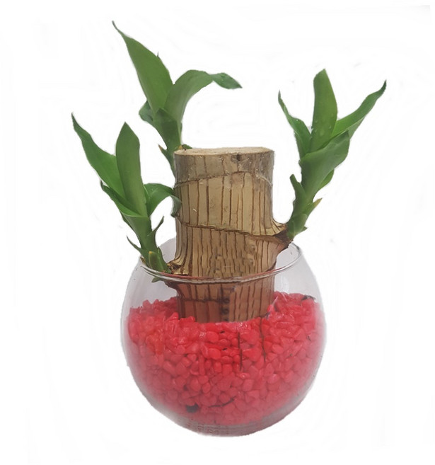 트리앤 1+1 푸딩병 개운죽 / 단지(1개) 아이비식물 테이블야자 천냥금 행운목 산데리아 홍콩야자 수경식물 수경재배, 61. 단지 행운목(빨강) 1개, 1개