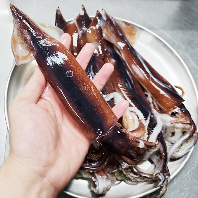 당일조업 서해안 생물오징어 횟감 활오징어 국내산 오징어회 초코오징어, 1세트, 손질 260g(원양산 급냉/2미내외)