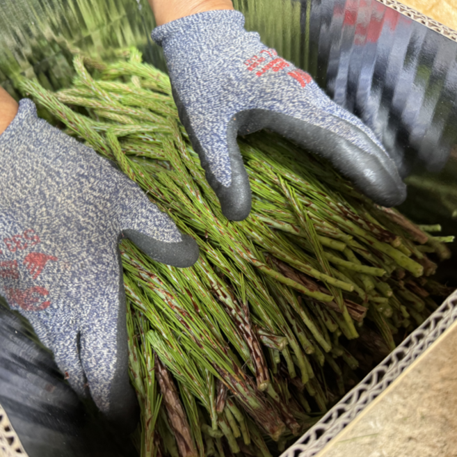 강원도 토종 솔순 참솔순 솔순효소 솔순청 500g, 1개