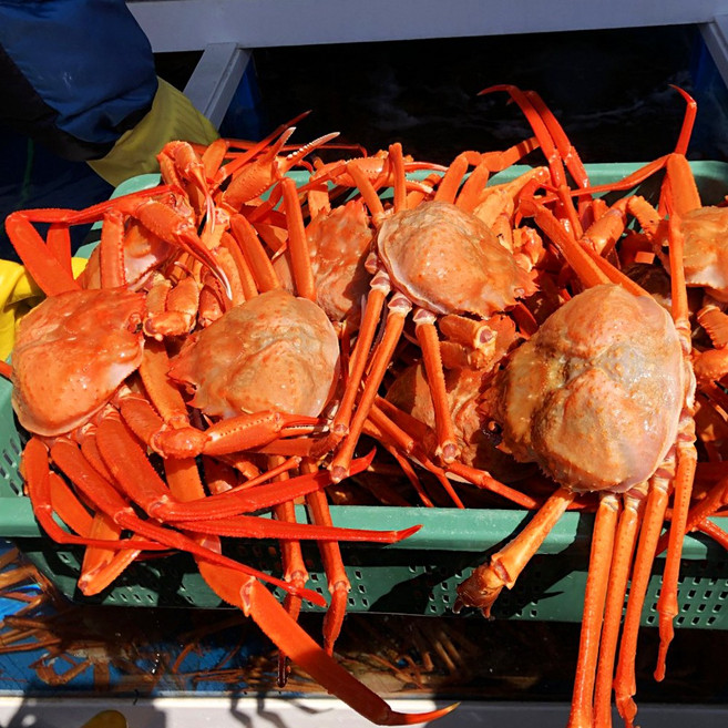 울진 후포항 프리미엄 홍게 10내외 3kg 5kg 고급형 붉은대게 영덕 박달홍게, 1박스, 자숙(찜) 15미내외