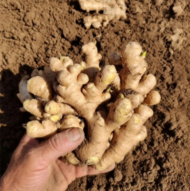 국내산 씨생강 종자생강 종자용 개량종, 1개, 1kg