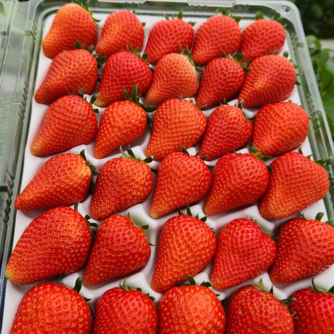 산지직송 프리미엄 논산 고당도 비타베리 딸기 제철 생딸기, 1세트, 350g(12~15과)