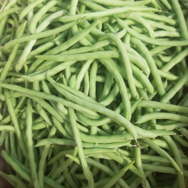 (차씨네숍)국내산 생 그린빈스 1kg 국내재배 신선한 생그린빈 깍지콩 껌질콩 생그린빈 당일발송합니다, 1개