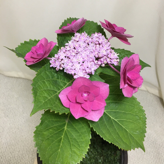 [해피그린 화원] [핑크장미수국] 수국 핑크수국 수국꽃 꽃식물 꽃화분 반려식물 공기정화식물 식물 095 화원 농원, 1개