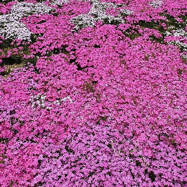 꽃잔디 붉은홍설 100개 1평 모종 2.5치 100포트 정원