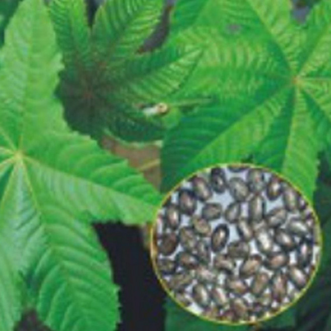 피마자 아주까리 나물 유 꽃씨 종자 씨앗 품종 50립 kal*6695ZI, 1개