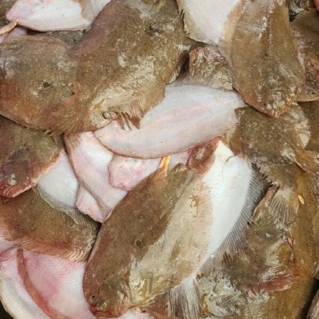 국내산 생물 푸짐 가자미 2kg+2kg 총 4kg 조림 구이, 1세트