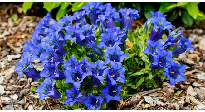 감숙용담 모종 노지월동 다년생 평창 보라색꽃 여름가을꽃 용담초, 3개