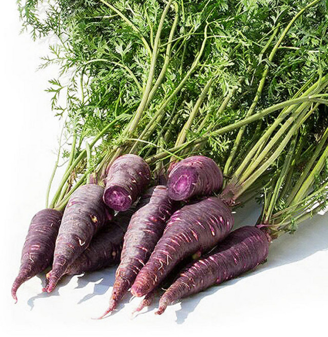 [푸르젠] 충남 서산 나영길님의 자색당근, 1개, 10kg(정품)