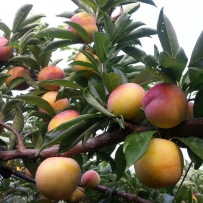 충주원예조경 / 자두나무 / 후무사 / 접목1년(중묘) / 1등묘, 1개