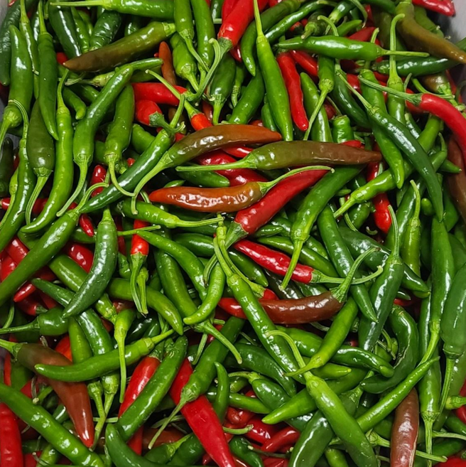 국내산 밀양 혼합 반홍 청양고추, 1세트, 1kg