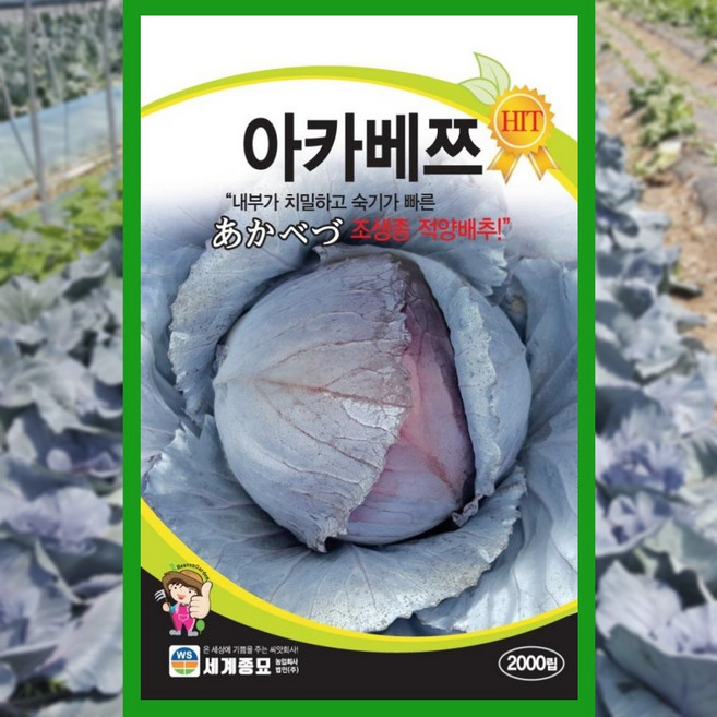 세계종묘 아카베쯔 적양배추 씨앗 300립 조생종 적색 양배추씨 종자, 2개