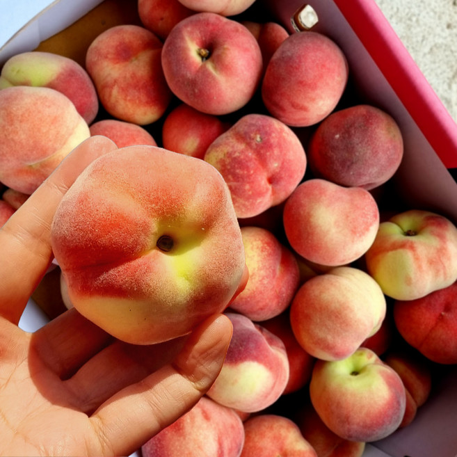 한국판납작복숭아 대극천 복숭아, 1박스, 소과 2kg(26~34과)