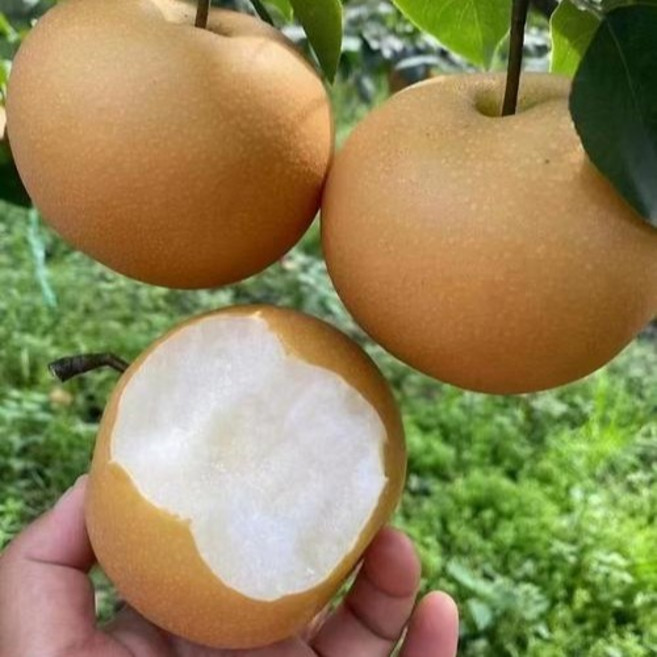 [특별시즌기획]초초특가 자연농축 꿀물줄줄 경력농부 나주배, 1박스, 5kg