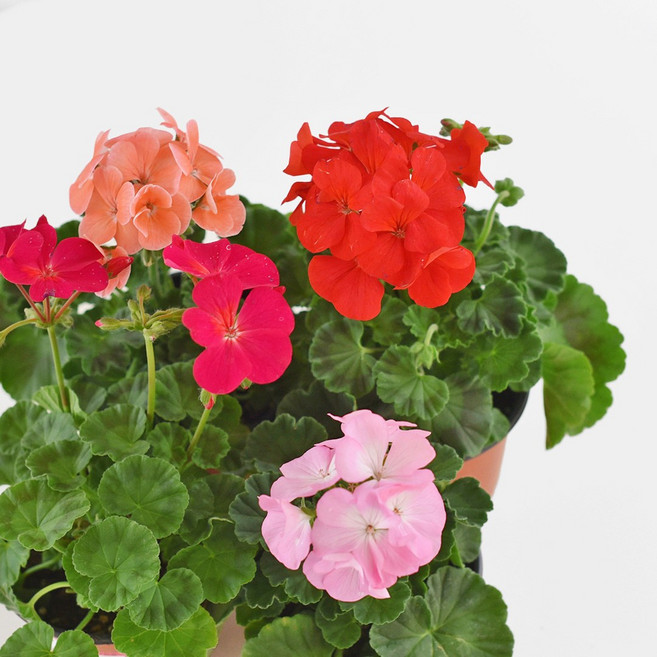 마이플랜트 제라늄 식물 모종 소품, 주황, 3개