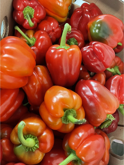못난이 파프리카모음 색상혼합 빨강 노랑(1kg 2kg 3kg) 가락시장 직배송 푸르름팜, 1개