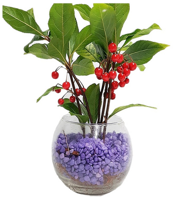 트리앤 단지 천냥금 유리병 수경식물 공기정화식물 칼라스톤 미세먼지제거식물, 01.단지 천냥금(보라), 1개