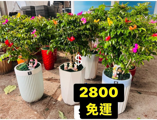 霏霏園藝 招財進寶樹 遙錢樹 陶盆, 1個