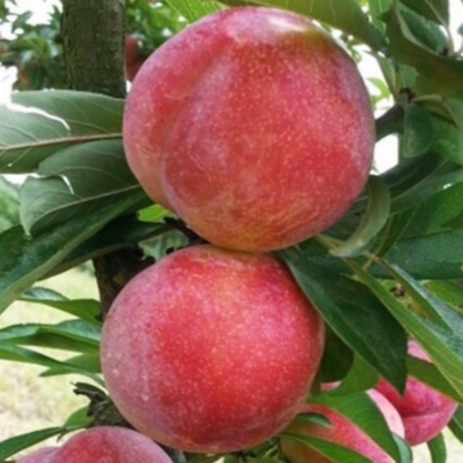 자두나무 묘목 대석 올자두나무 2년생 특묘 유실수, [ 대석올자두나무 특묘 ], 1개