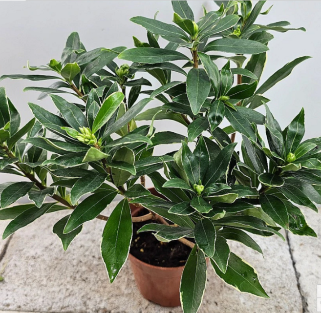 천리향(한목대) 향기가 천리까지 간데요 높이 30~50cm, 1개