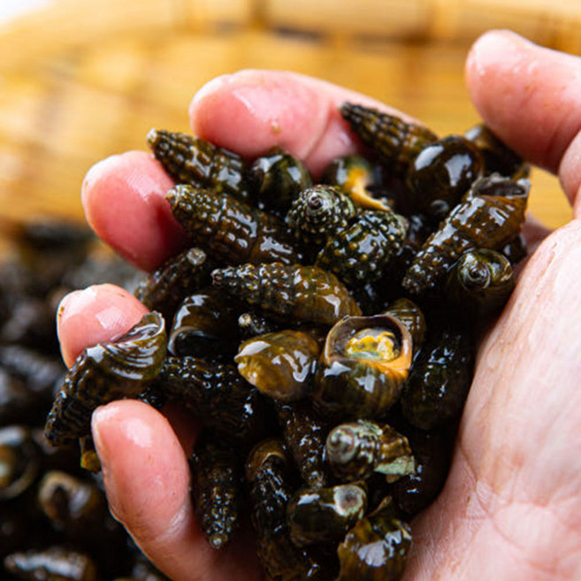 산지청정 영월 동강 100% 자연산 다슬기 생다슬기, 1개, 2kg