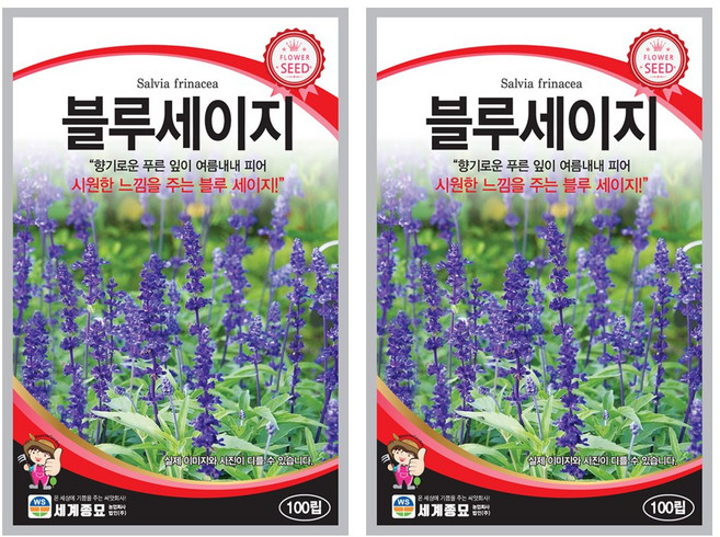 블루세이지 씨앗 100립 꽃씨앗 세계종묘 모칸도, 2개