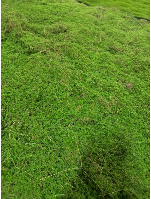 仿真草皮 100*100公分 苔蘚 青苔 假草皮 仿真植物, 1個, 款式3(100*100公分)