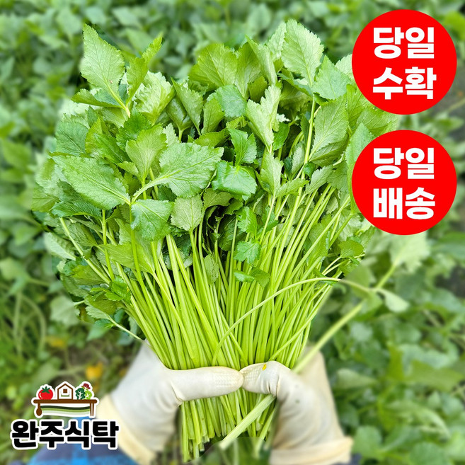 [당일수확] 국내산 참나물 농장직송 완주식탁, 4kg, 1박스