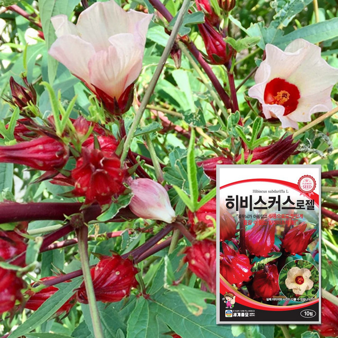 히비스커스 로젤 10립 / 일년생 다년생 꽃씨 종자, 1개