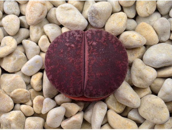 (랜덤발송) 리톱스 루바브