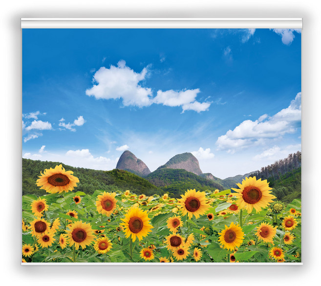 [아르테홈] 실사 암막롤스크린 (꽃2 마이산해바라기)