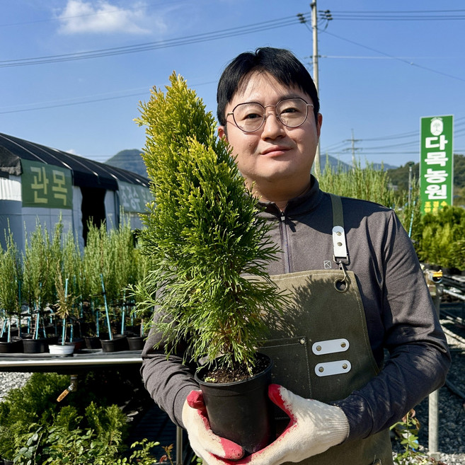 다목농원 골든스마라그 40cm 120L 삽목 포트묘 침엽수