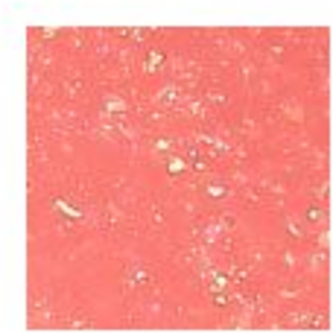 키핀터치 젤리 립 플럼퍼 틴트, 슈가쿠키, 1개