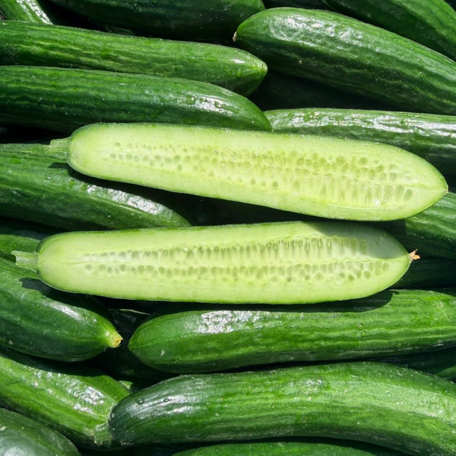 맛통령 미니오이, 1개, 4kg