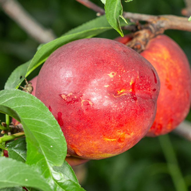 상상정원 설홍(천도) 복숭아나무 묘목 - 접목묘, 1개, 접목/1년생/중묘