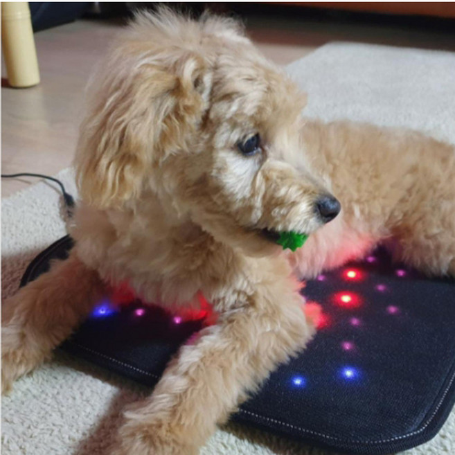 근적외선 그래핀 방석 강아지 고양이 쿠션 슬개골 보온 온열유지 혈액순환 관절통증 완화 심장 피부병 호흡기예방 진드기 빈대 차단, 1개, 그래핀그레이