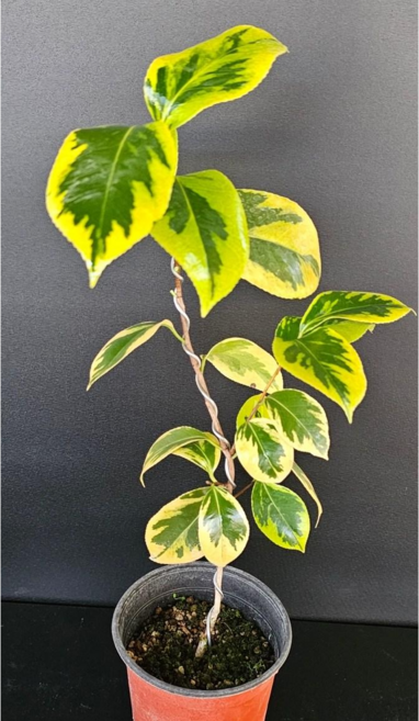 무늬 동백나무 묘목 실생 5년 (해남복륜), 1개