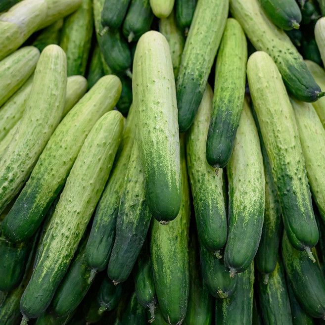 [특가] 제철 백다다기 오이 백오이 특품만 선별했습니다, 1개, 특품 백다다기 오이 2kg