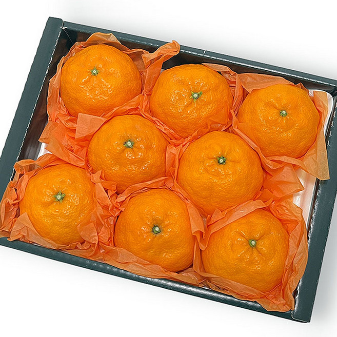 제주 카라향 제주도 카라향 택배 카라향 한박스 귤로향 노지카라향 하우스카라향, 1개, 2kg 5-10과 선물세트