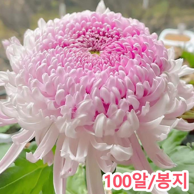 국화씨앗 4계절 꽃씨앗노지, 1개, 예아