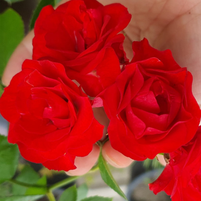 목하원예조경 사계장미 스칼렛 줄장미 망포트 개화주 묘목 노지월동 여름꽃 덩굴 덩쿨 넝쿨 장미묘목, 1개