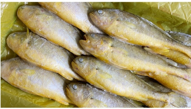 냉동 부세 조기 제수용 구이용 제사용 3.4kg 박스 도매 (12미 15미) 반찬, 150/200(19미), 1개, 150/200(19미)