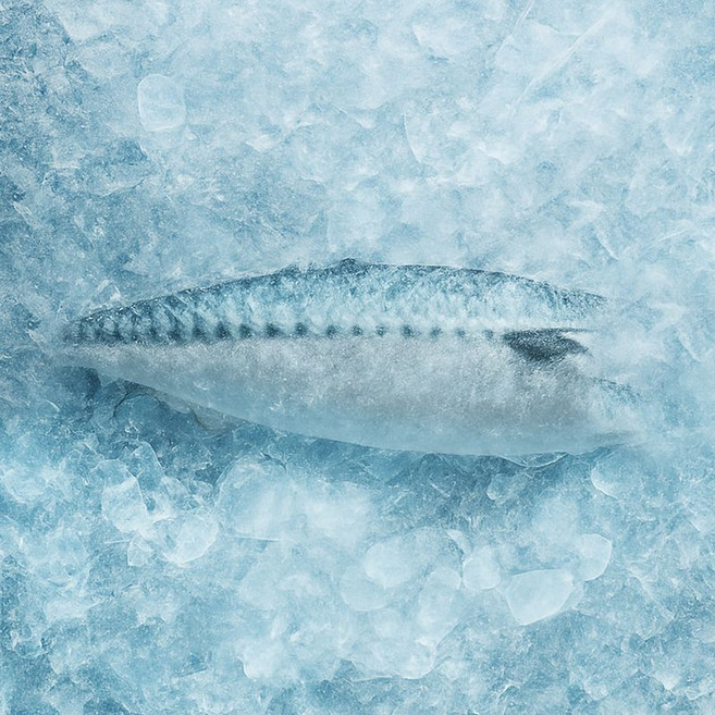 노르웨이 왕특대 고등어, 1개, 원프로즌노르웨이고등어 180-210g x 10팩