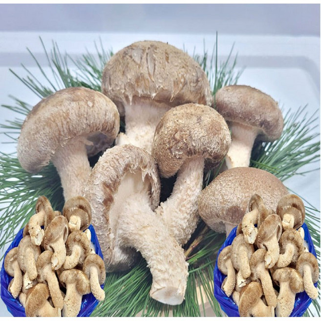 송향버섯 송화송고 착한 송이버섯 농가직송 국내산, 1박스, 가정용(식당)2kg